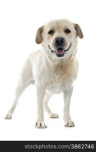 labrador retriever in front of white background
