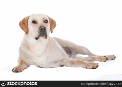 Labrador Retriever. Labrador Retriever in front of a white background