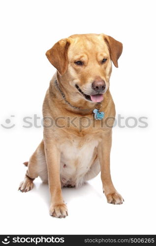 Labrador retriever. Labrador retriever in front of a white background