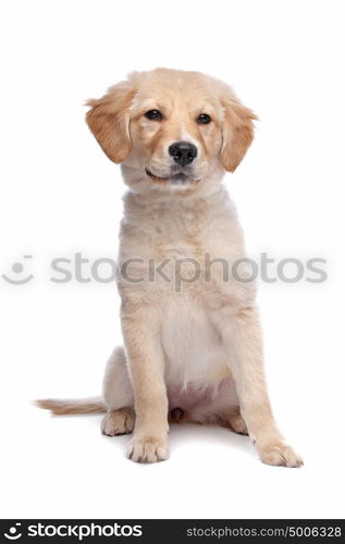 Labrador retriever. Labrador retriever in front of a white background