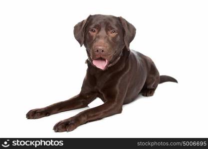 Labrador retriever. Labrador retriever in front of a white background