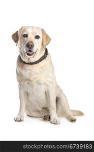 Labrador Retriever. Labrador Retriever in front of a white background