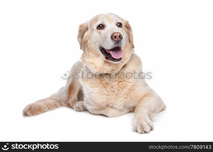 Labrador retriever. Labrador retriever in front of a white background