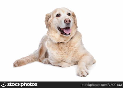 Labrador retriever. Labrador retriever in front of a white background