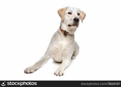 Labrador retriever. Labrador retriever in front of a white background