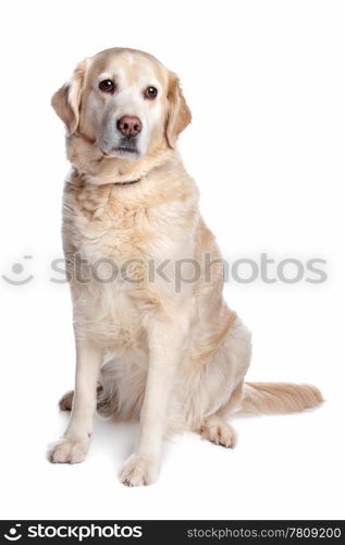 Labrador retriever. Labrador retriever in front of a white background