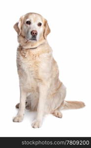 Labrador retriever. Labrador retriever in front of a white background