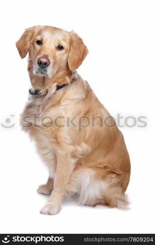 Labrador retriever. Labrador retriever in front of a white background