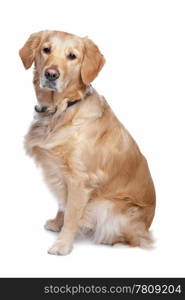 Labrador retriever. Labrador retriever in front of a white background