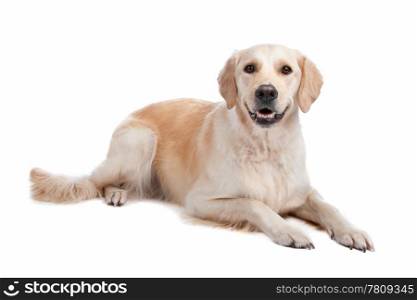 Labrador Retriever. Labrador Retriever isolated on a white background
