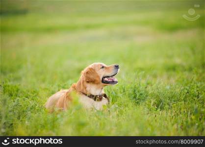 Labrador retriever, laying in front of grass background
