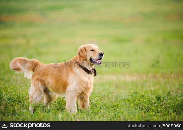 Labrador retriever, staying in front of grass background