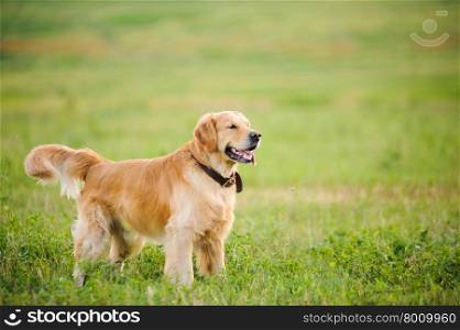 Labrador retriever, staying in front of grass background