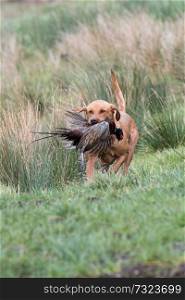 Labrador retrieving a pheasant 