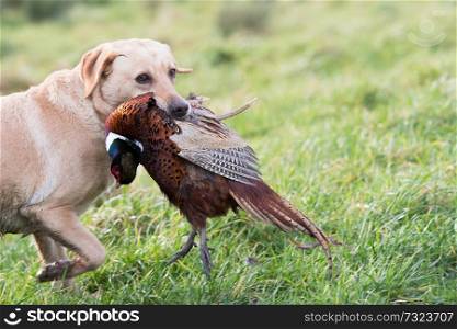 Labrador retrieving a pheasant