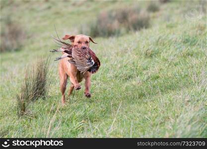 Labrador retrieving a pheasant 