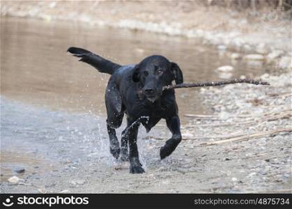 Labrador retrieving a stick from water