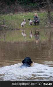 Labrador retrieving on a shoot over water while the owner looks on, across the pond, with two spaniels