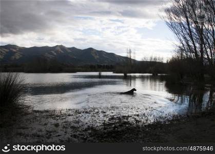 Labrador swimming in a mountain lake