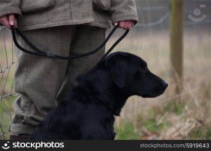 Labrador waiting with master on a shoot day