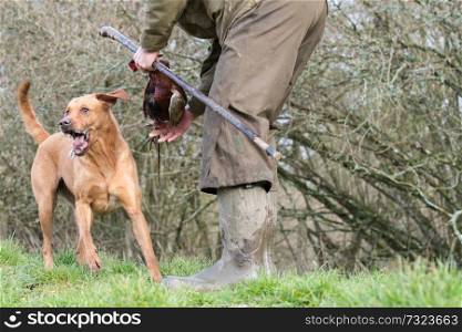 Labrador with a feathered mouth, having delivered a retrieve 