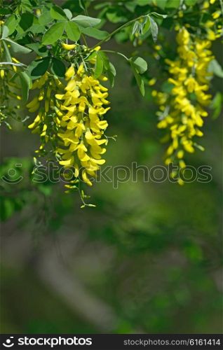 Laburnum anagyroides yellow flowers hanging in the air