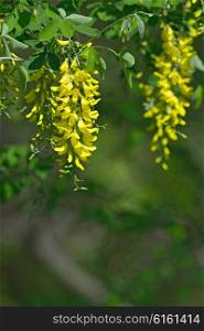 Laburnum anagyroides yellow flowers hanging in the air