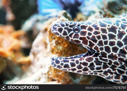 Laced moray fish at coral reef as nature underwater sea life background