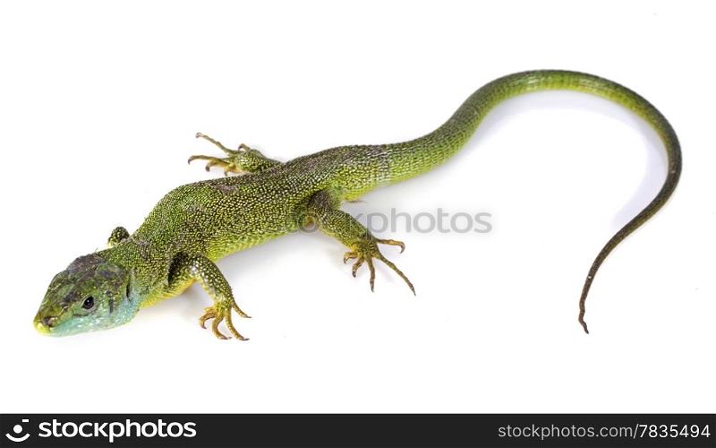 Lacerta Bilineata in front of white background
