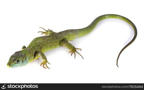 Lacerta Bilineata in front of white background