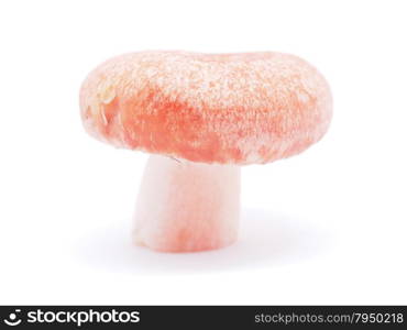 Lactarius torminosus on white background