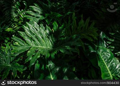 Lacy tree philodendron or selloum light and shadow background.
