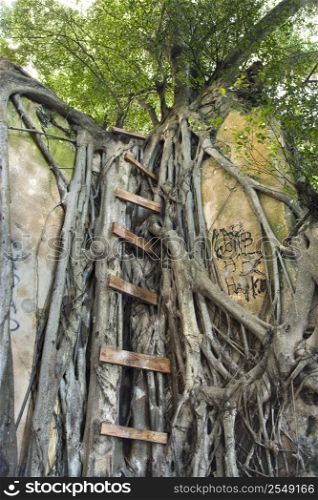 Ladder intertwined with Banyan tree in Maui, Hawaii, USA.