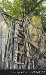 Ladder intertwined with Banyan tree in Maui, Hawaii, USA.