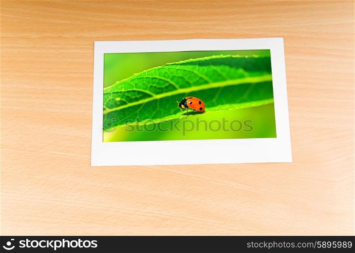 Lady bug in the picture frame