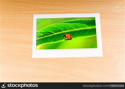 Lady bug in the picture frame