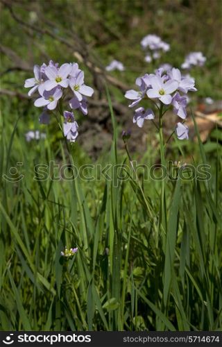 Lady&rsquo;s Smock or Cuckoo Flower, Cardamine pratensis.