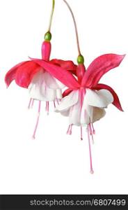 Lady's Eardrops ( Fuchsia ), Beautiful exotic flowers that grow and bloom at the cold weather in winter of Thailand on white background
