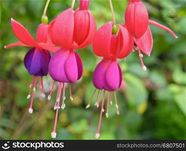Lady's Eardrops ( Fuchsia ), Beautiful exotic flowers that grow and bloom at the cold weather in winter of Thailand