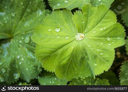 lady`s mantle with dew drops
