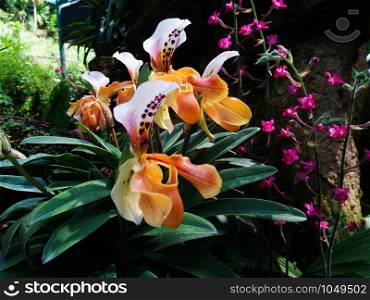 Lady slipper orchid or Paphiopedilum Slipper Orchid (Paphiopedilum gratrixianum) in bloom