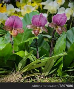 Lady slipper orchid. Paphiopedilum charlesworthii flower.
