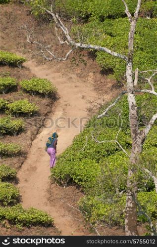 Lady walking up the hill on a sandy road which crosses through the tea plantations of Southern Tanzania near a town called Rungwi.
