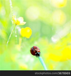 ladybird in grass