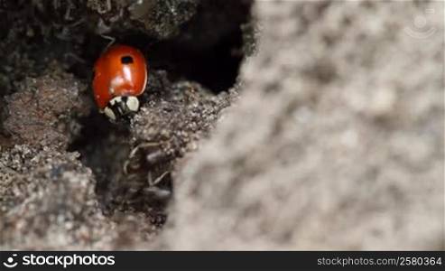 ladybird in the anthill.