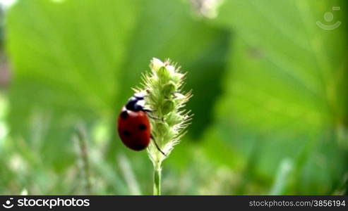 Ladybird on a grass.