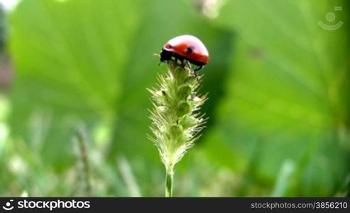 Ladybird on a grass.