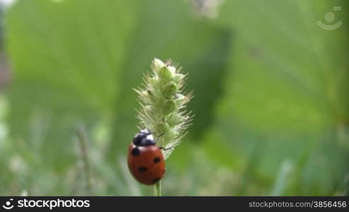 Ladybird on a grass.