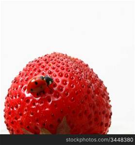Ladybird on a strawberry