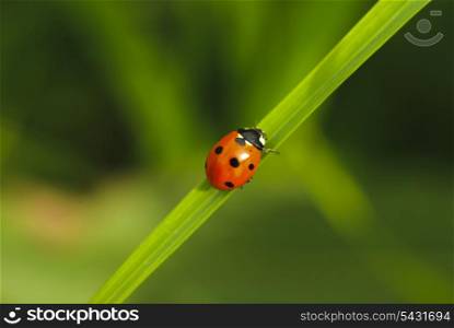 ladybird on green blade of grass close up